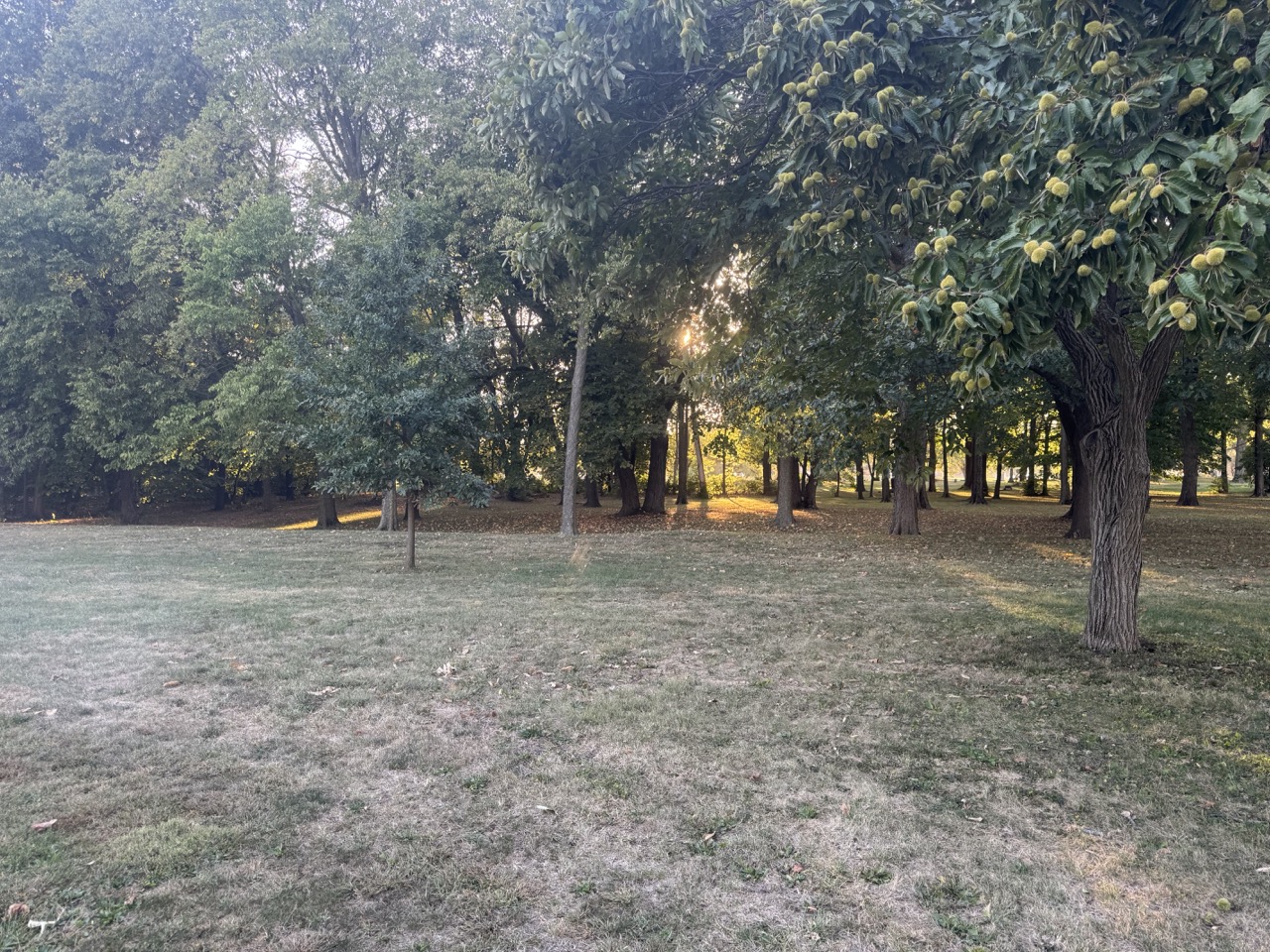 Chief Shemauger Park