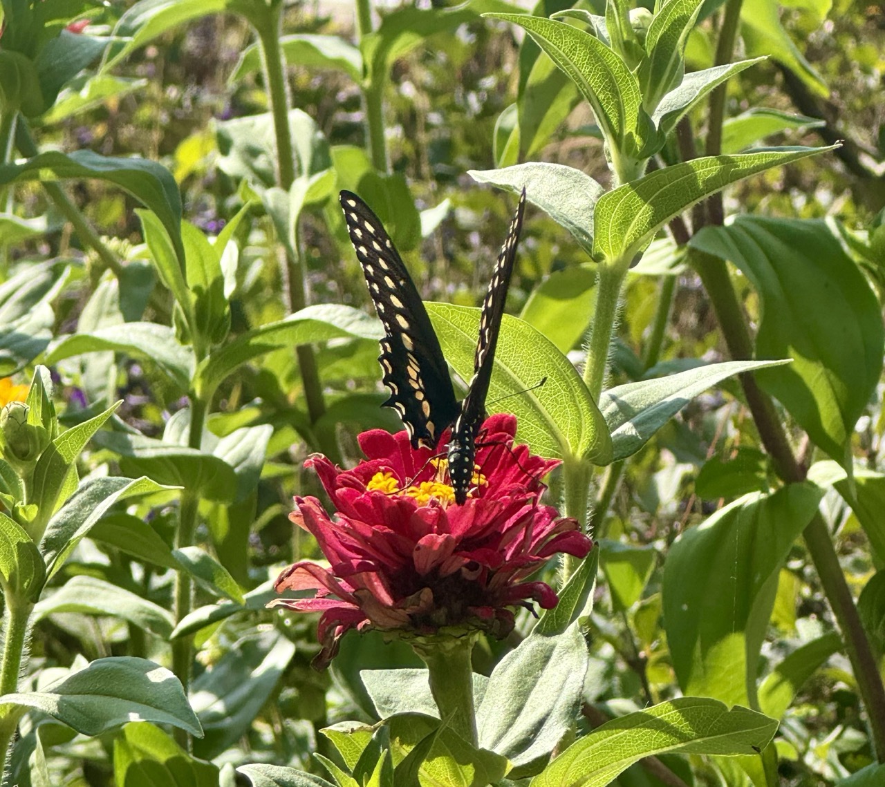 Mahomet Botanical Gardens