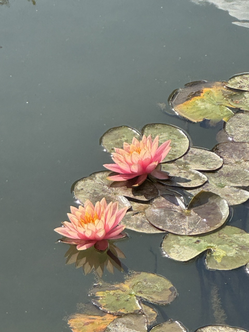 Mahomet Botanical Gardens