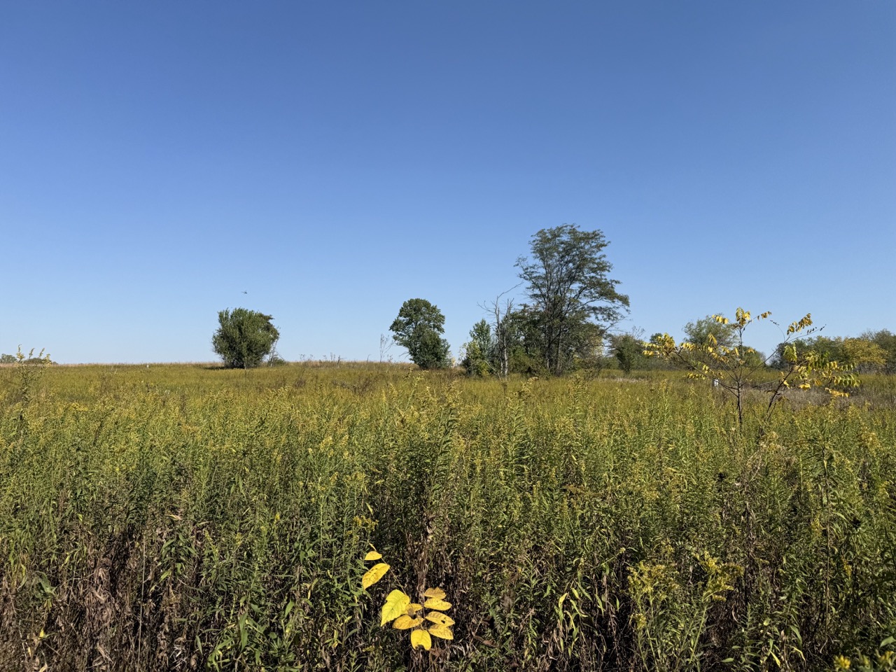 Orienteering @ Mahomet