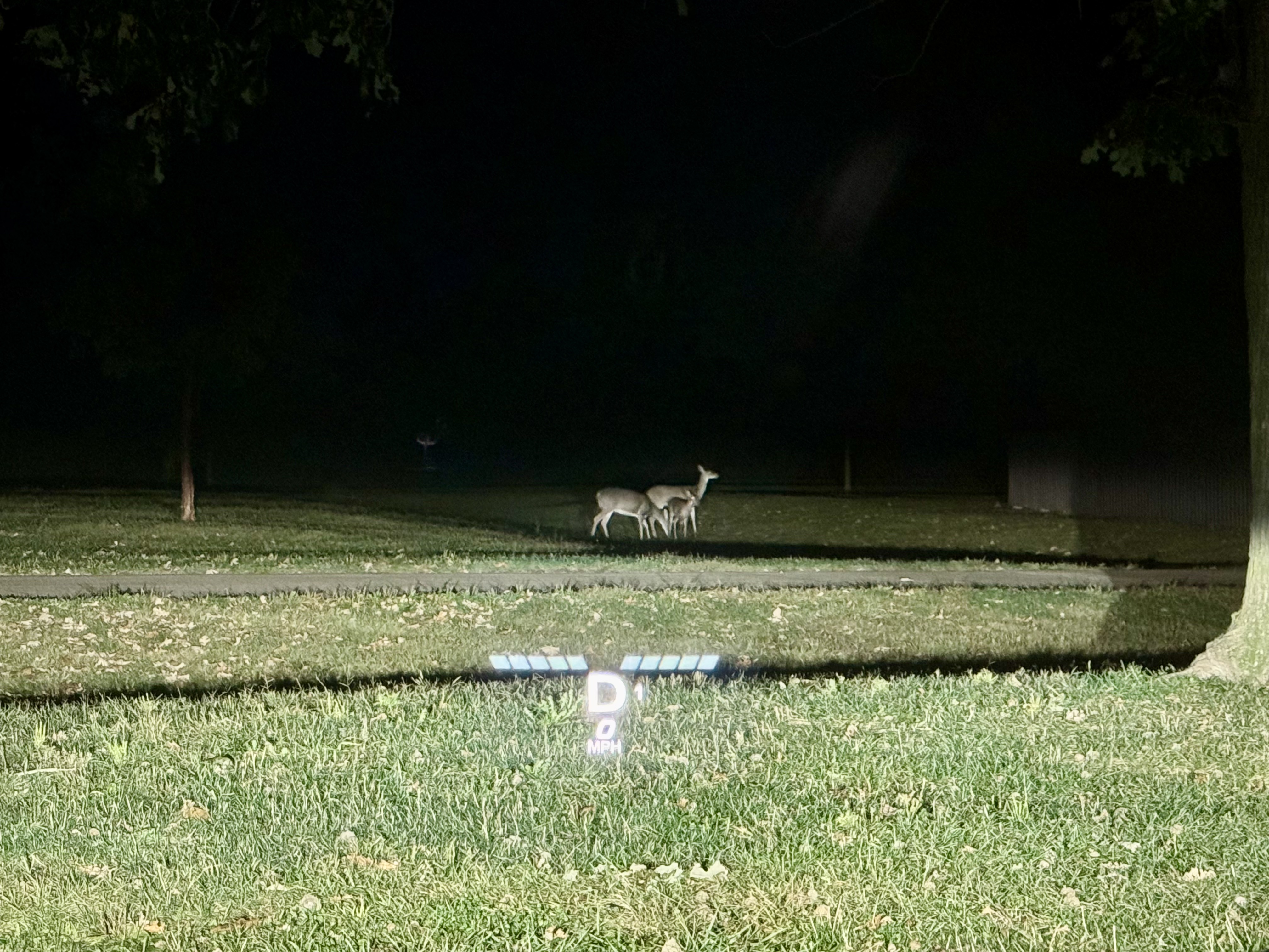 Deer at Meadowbrook